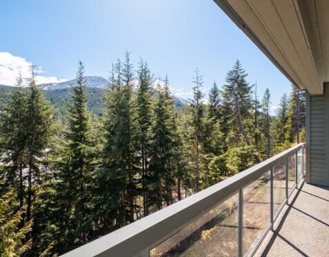 Vast pine forest and distant snow-capped mountains