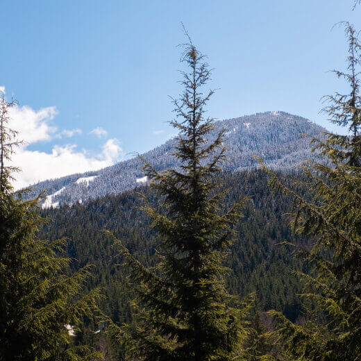 Snowy mountain and pine trees