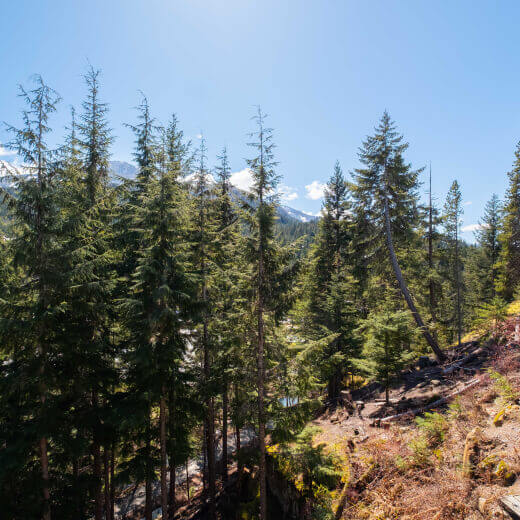 Pine forest with distant mountains